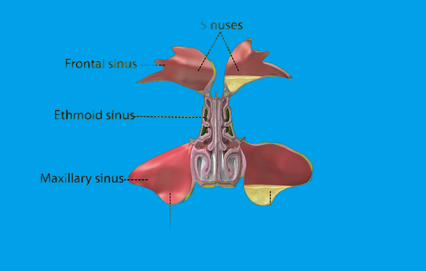 a diagram of the sinusitis structure of the human body